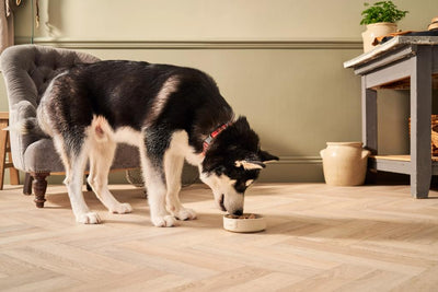 8 ways to save money on dog care