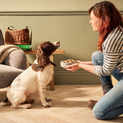 Best Food for Pregnant Dogs