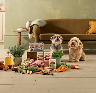 The Best Small Dog Names For Little Pups