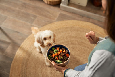 How Good Nutrition Supports Your Dog’s Dental and Oral Health