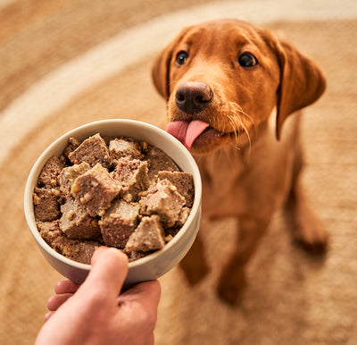 A Healthy Puppy | Prep For Pup