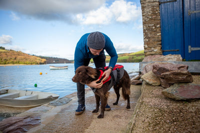 Essential water safety tips for dogs & dog owners