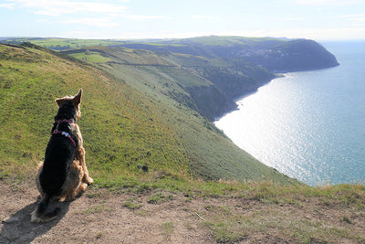Safety advice on the South West Coast Path for dogs