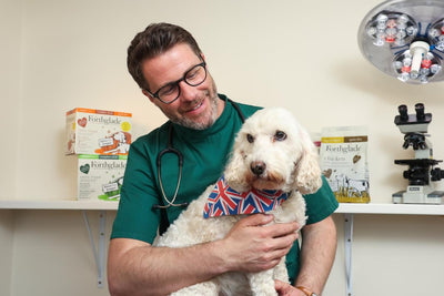 Teaching your older dog new tricks