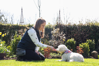 Creating a Calm, Positive Dental Routine for Your Dog