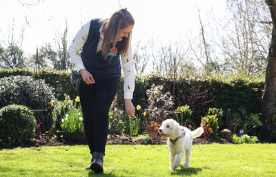 Keep tails wagging this summer with simple trick training