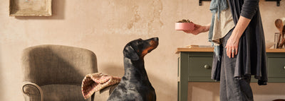 A Simple Way to Add More Goodness to Your Dog’s Dinner