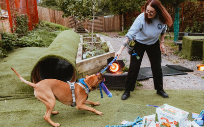 Meet the amazing animal heroes transforming Cardiff Dogs Home