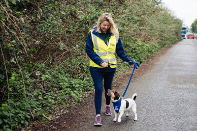 Settling In Your New Rescue Dog