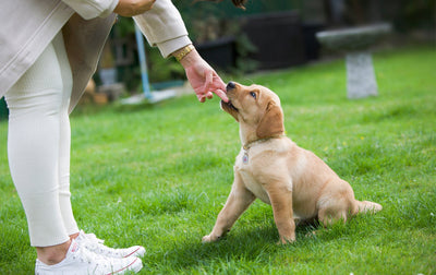 Where’s the Off Switch?! - Top 5 Tips for Puppy Owners