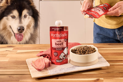 Is Bone Broth Good for Dogs?