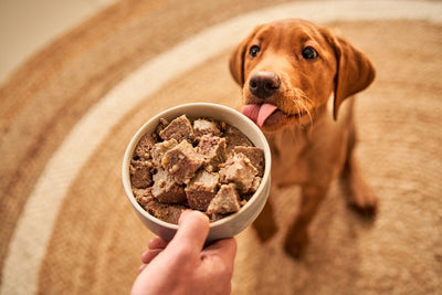puppy with tongue out looking up at a bowl of Forthglade puppy food in a bowl