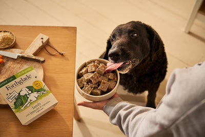What To Feed Dogs With Itchy Skin