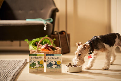 What is the healthiest food for senior dogs?