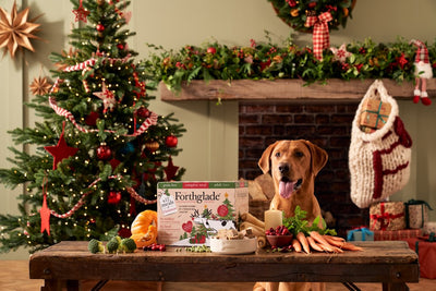 Are Christmas Trees Toxic To Dogs? Dog Proofing Xmas Tree