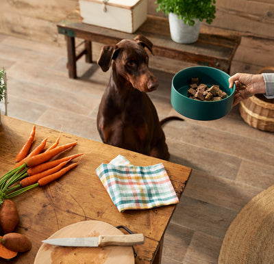 The best food for your dog: How to find the right food with our Feeding Guide