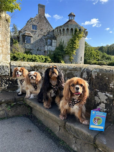 Grab your pooch a passport and go exploring together!
