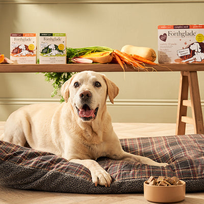 How Can I Help My Senior Dog Gain Weight?