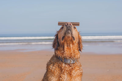 How to Get Rid of Dogs Bad Breath: 7 Useful Tips