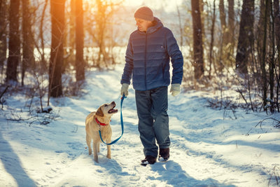 Walking your dog in the snow - Cold winter weather advice for dog owners