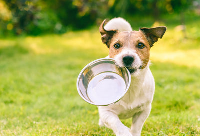 Can Dogs Eat Human Food Instead of Dog food?