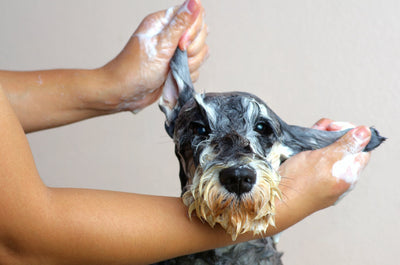 How To Bathe A Puppy