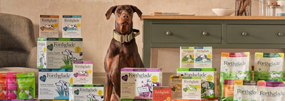 Is wet or dry food better for dogs?