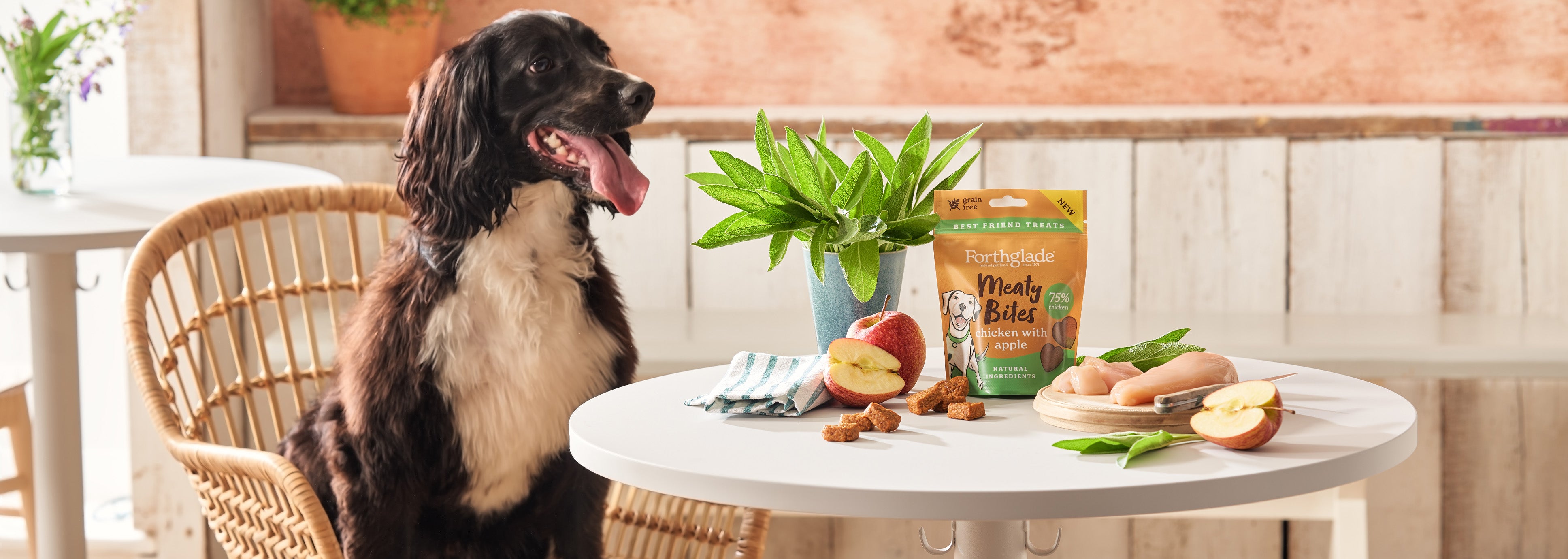 Best natural outlet senior dog food