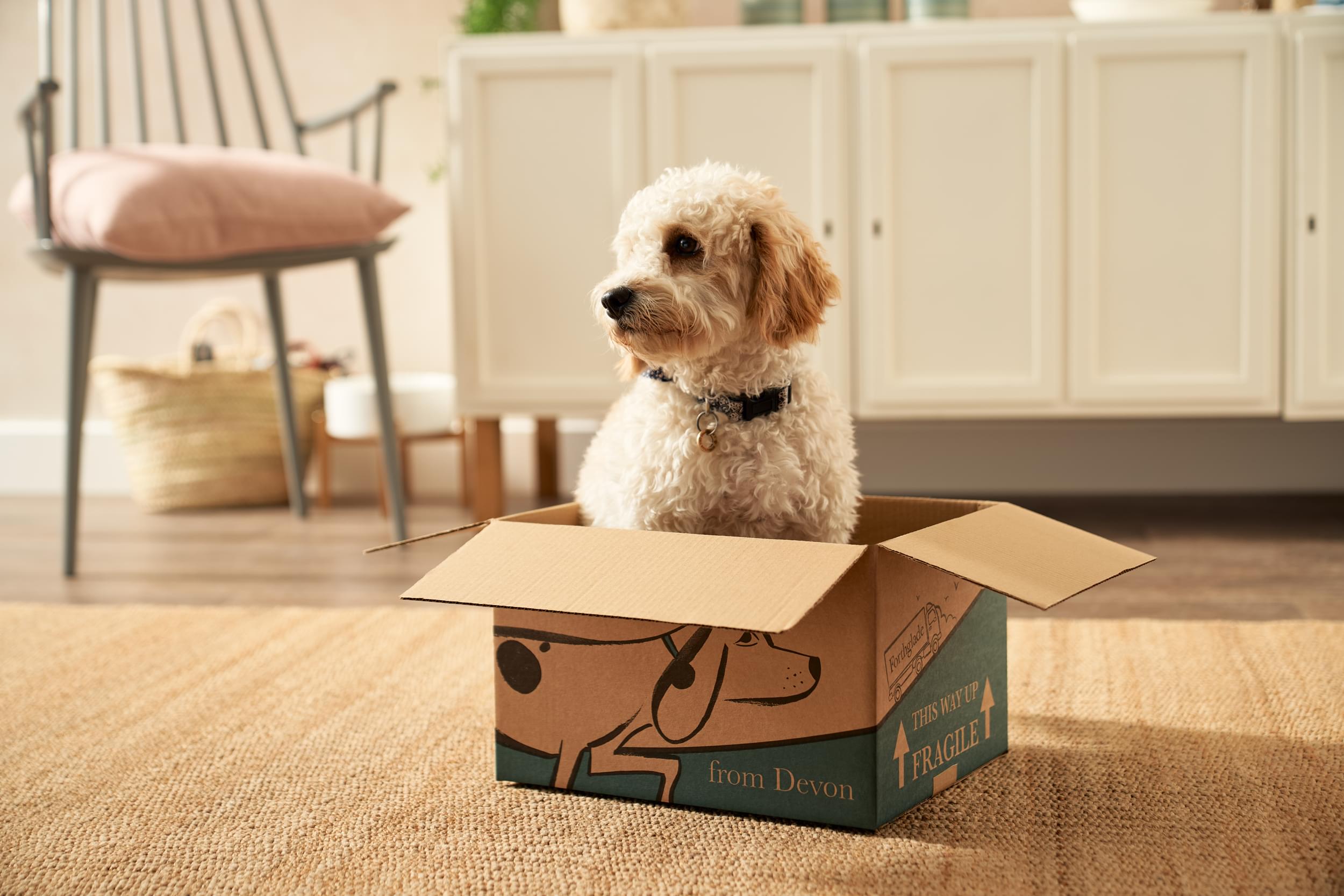 Dog Food Starter Packs For Adult & Puppy | Forthglade