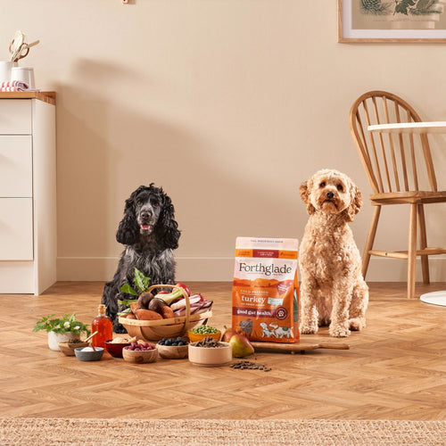 Drinking Water Do Puppies Have To Have Puppy Food Dog Food Dog