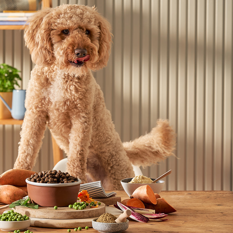 Dry dog outlet food for goldendoodles