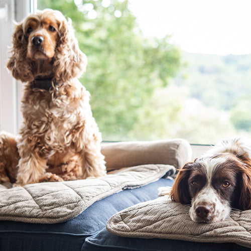 Adult Ambassadog 1