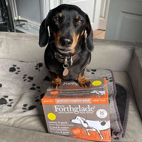 Adult Ambassadog 2