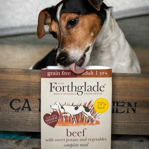 Ambassadog 1 cbd974aa dc68 4778 b9f6 557c5ce65a8d