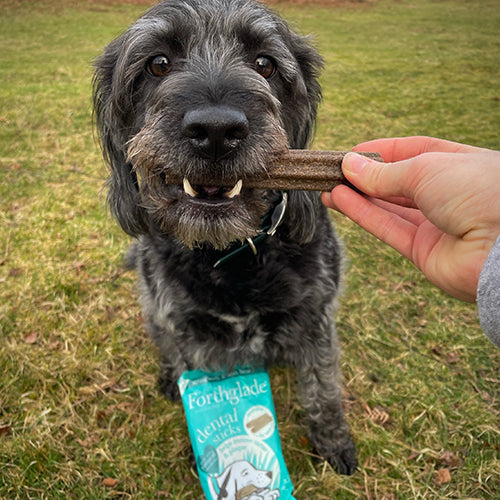 Ambassadog 1 d6a51388 cbb6 49d8 bb0e 07b1a5da8363