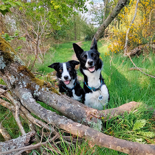 Ambassadog 1 df5920d4 833f 4662 bdde 00b941ee4795
