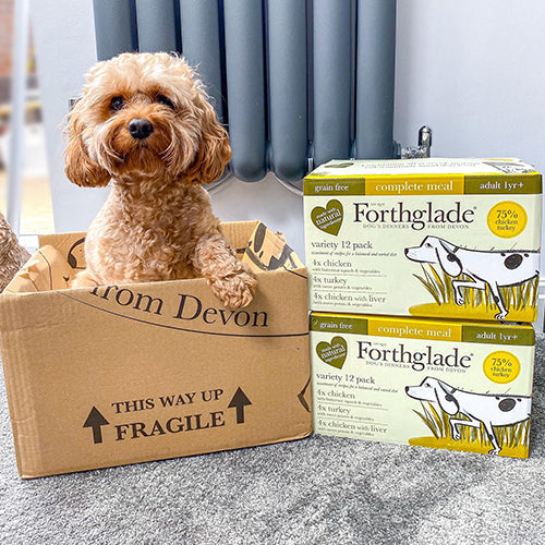 Ambassadog 2 6473deb0 9717 4824 8d7e c70848c53c50