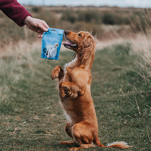 Ambassadog 2 af54f2ea 969b 4ba8 b9d0 487897e0cd05
