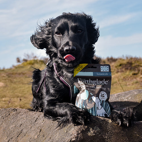 Ambassadog 3 6b45b11a 7af9 4e7d a372 5a2af244e9a6