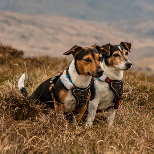 Ambassadog 4