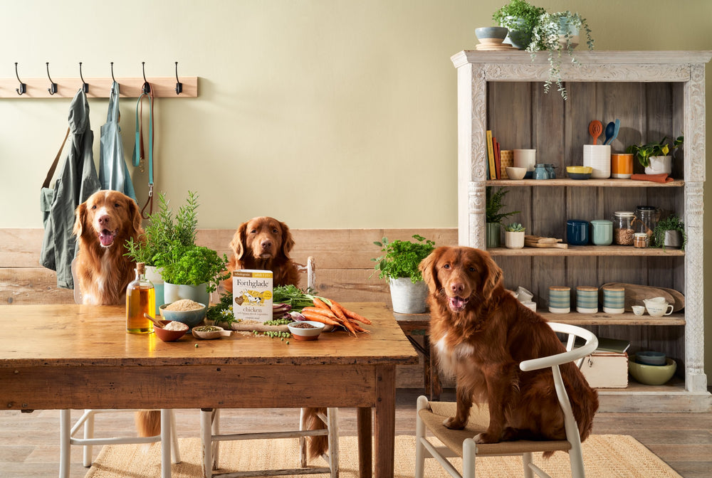 BR 395g ADT Chicken Individual Wide Dog 1   Large af1c2ef8 04cc 41fb 810f 37012214a79d