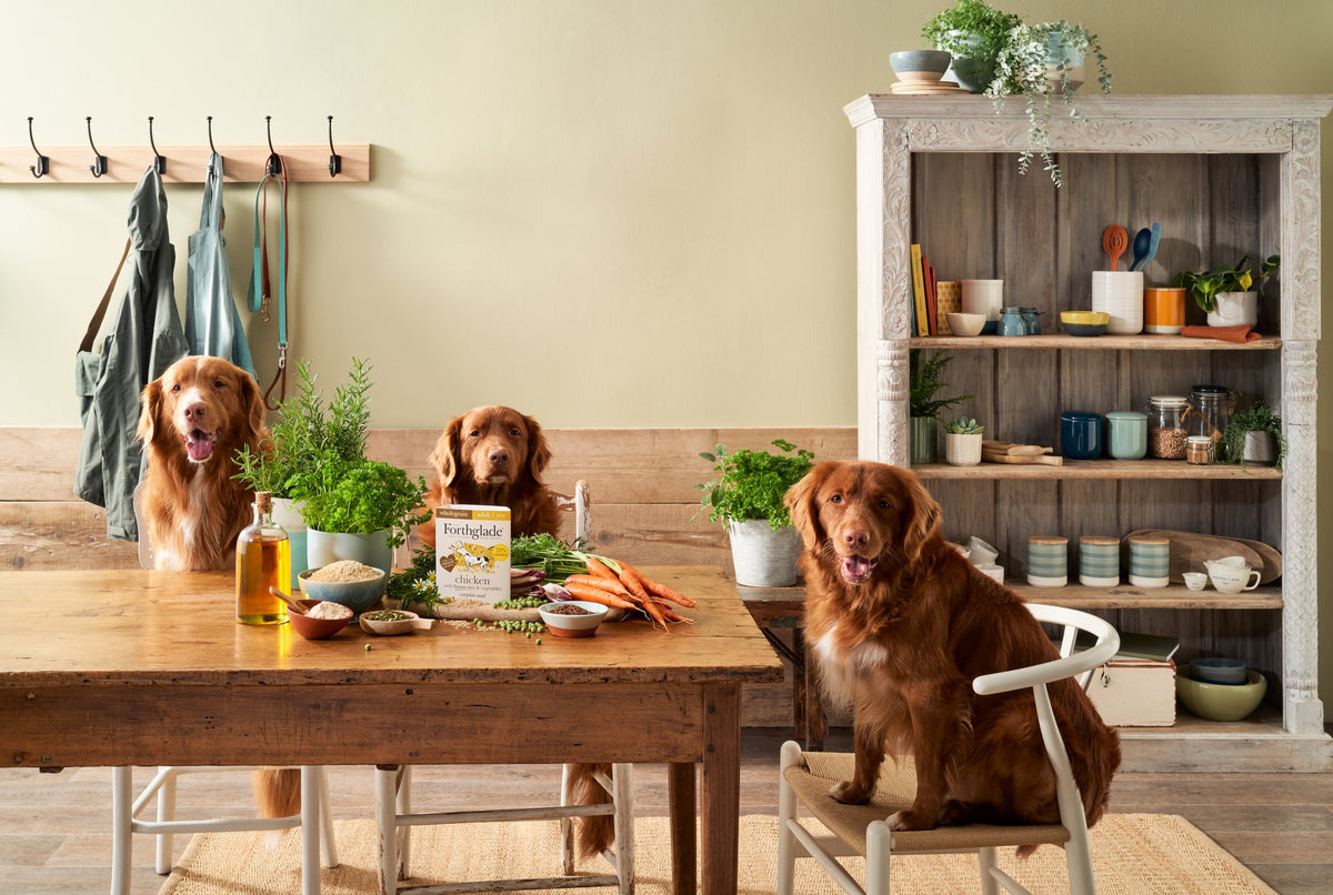 BR 395g ADT Chicken Individual Wide Dog 1   Large af1c2ef8 04cc 41fb 810f 37012214a79d