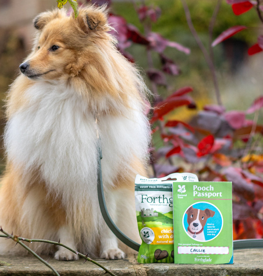 Dog sitting on a stone ledge with Forthglade pet products in the foreground.
