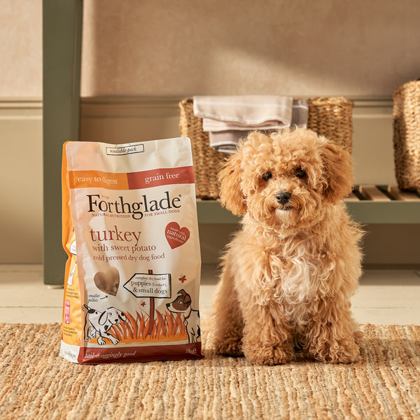 Are Grain Free Treats For Dogs Really Better