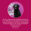 Cold Pressed Salmon Dry Dog Food