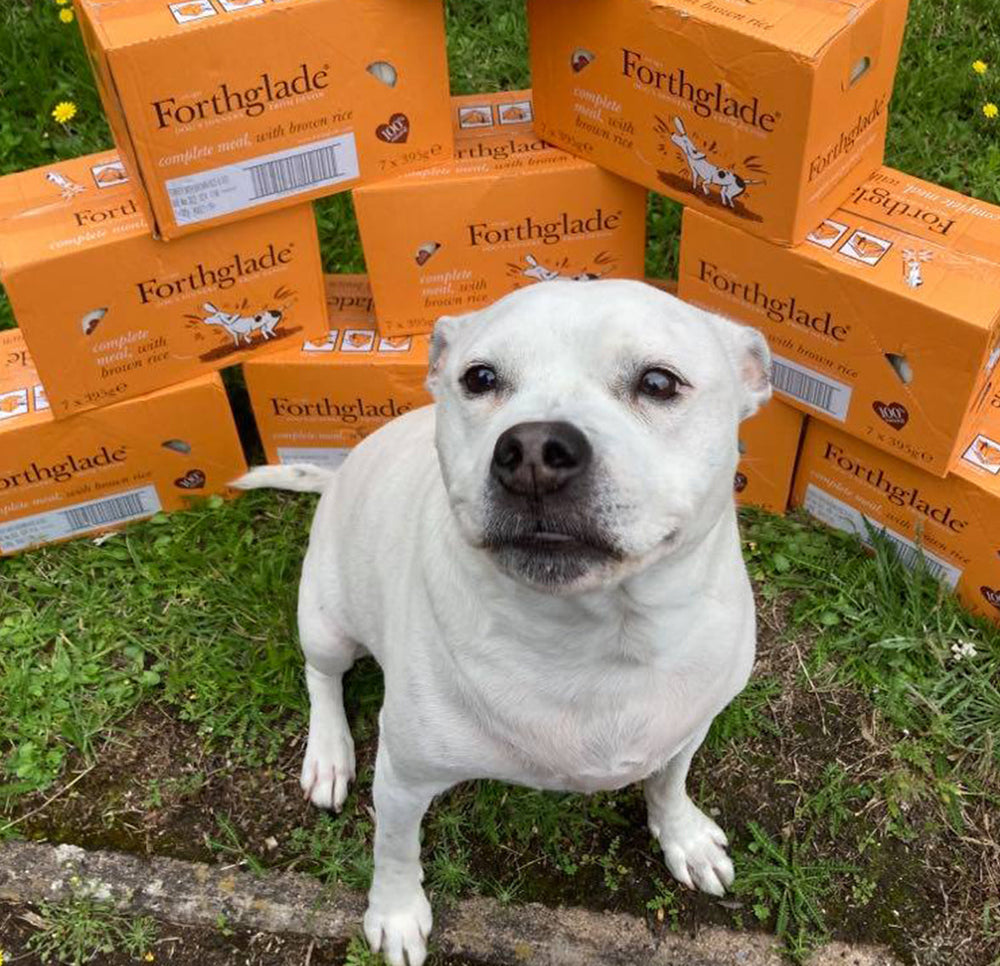 Case studies Staffy