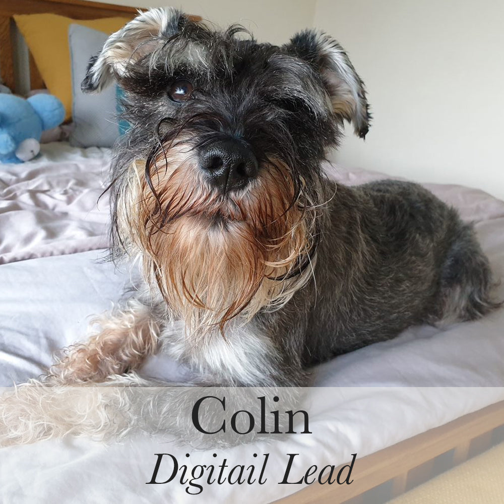 Colin Digitail Lead