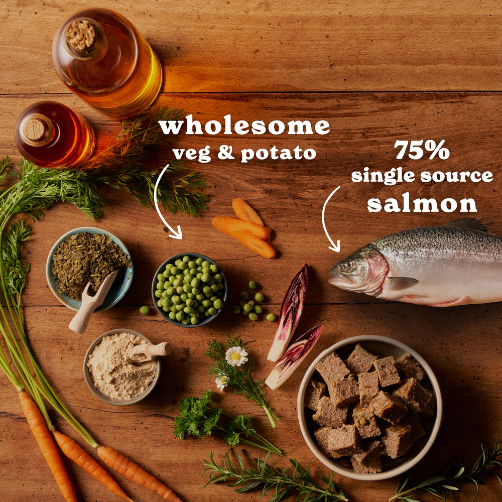 Salmon & Potato Wet Dog Food