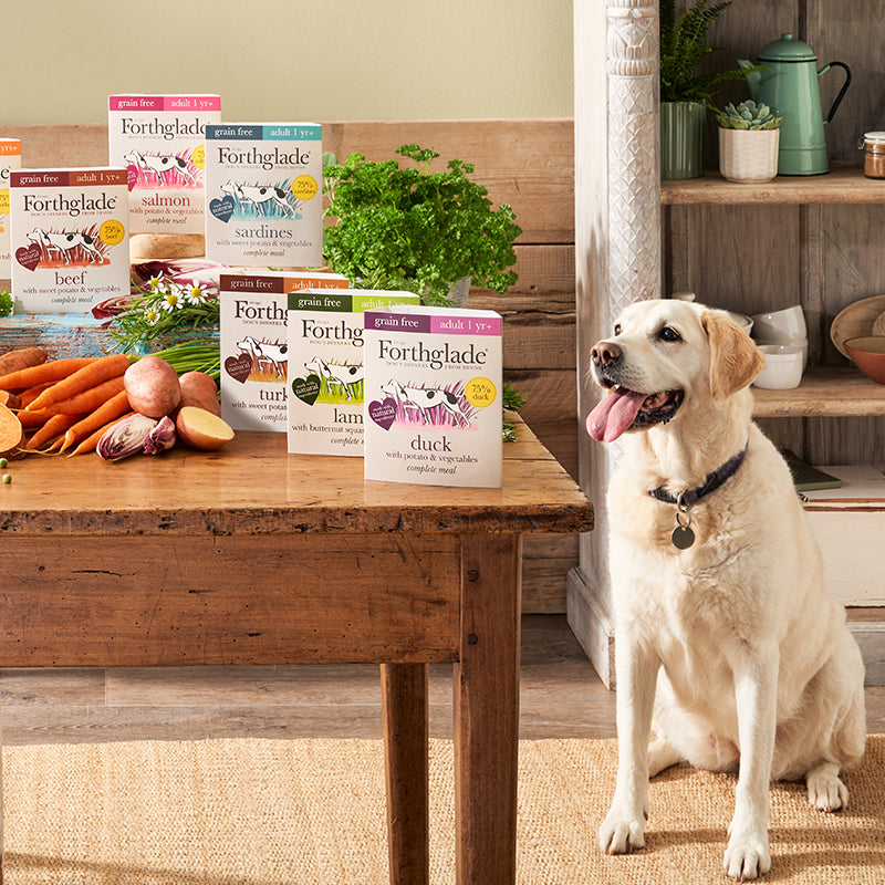 Grain Free Wet Dog Food Award Winning Dog Food Forthglade