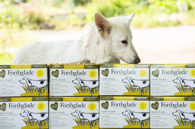 Germanshephardwhitedog   Medium cd3570a5 62fa 411d 945d 79a9f9eb7cbe